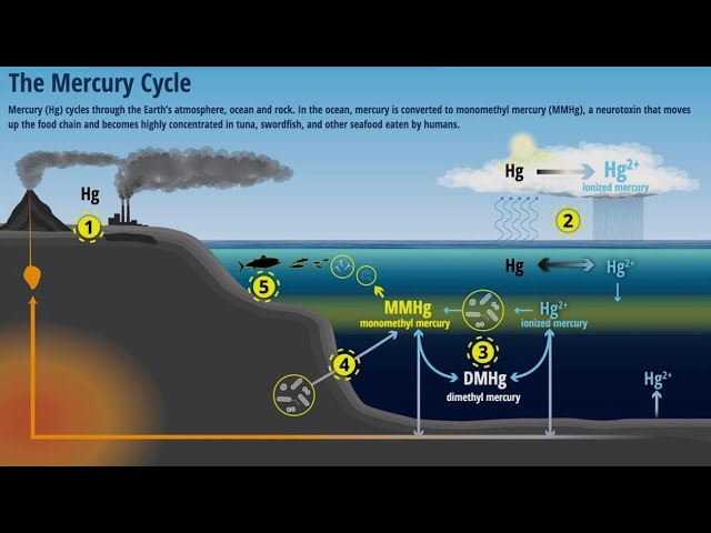 How Climate Change is Reshaping our Global Mercury Cycle thus Impacting Human Health Risks