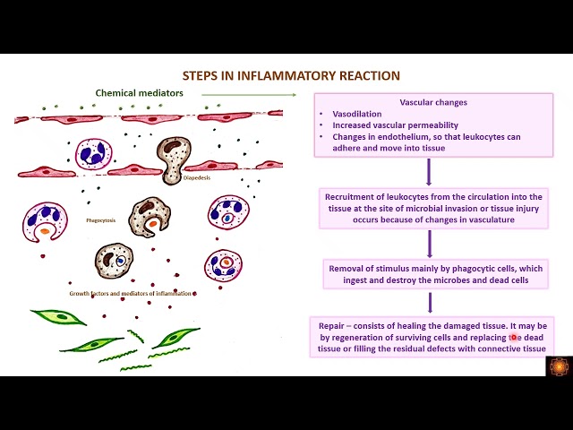 INFLAMMATION   INTRODUCTION