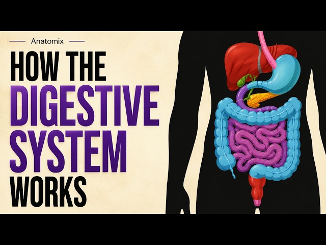 HOW DIGESTIVE SYSTEM WORKS..TED Ed #anatomy #digestivesystem  #humanbody #howthebodyworks