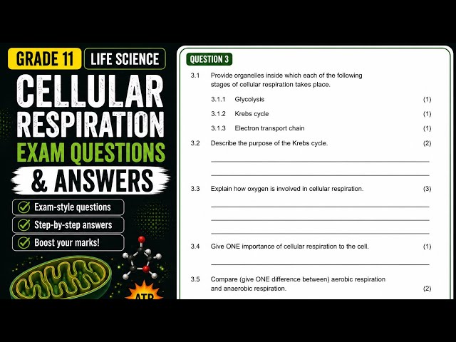 Grade 11 Cellular Respiration Exam Question | Aerobic and Anaerobic Respiration | Life Science