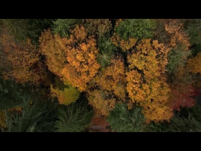 Fall foliage forecast shows when leaves will peak across the U.S.