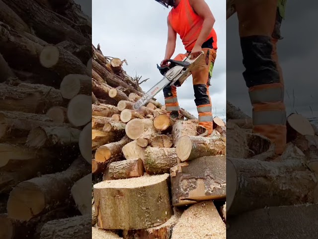 Chainsaw Stihl Firewood 2