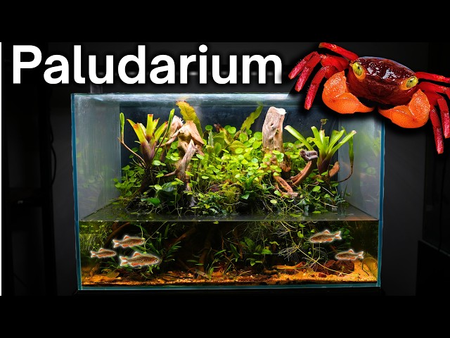 I Made an Ecosystem For Vampire Crabs, Here’s How!