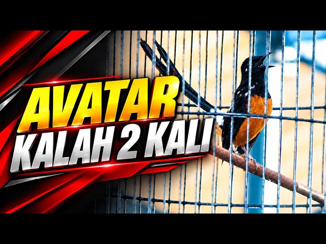 AVATAR KALAH 2 KALI ‼️ DI ANNIVERSARY PRASASTI