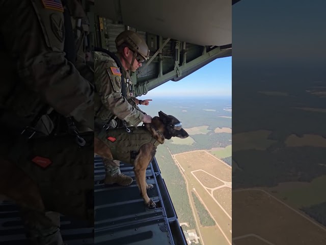 Military K9 JUMPS From C-17 Globemaster III! 🇺🇸🐕 #Shorts