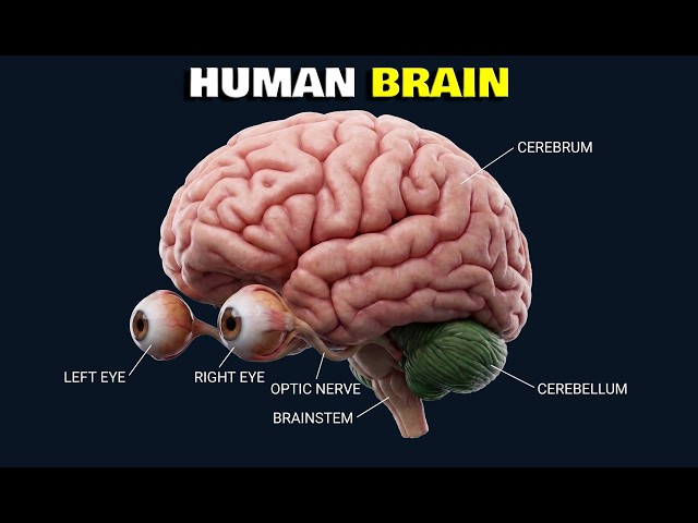 Human Brain Explained: The Most Detailed 3D Anatomy You'll See