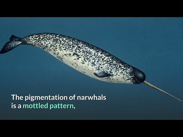 Narwhal    Description, Characteristics and Facts!