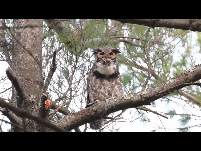 Great-horned Owl Hooting away in Daylight