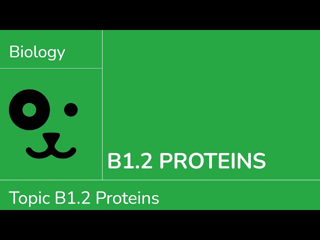 B1.2 Proteins [IB Biology SL/HL]