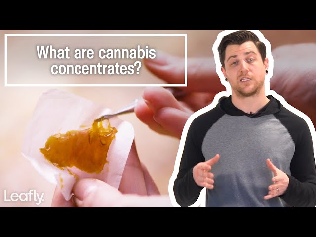Cannabis Concentrates Explained
