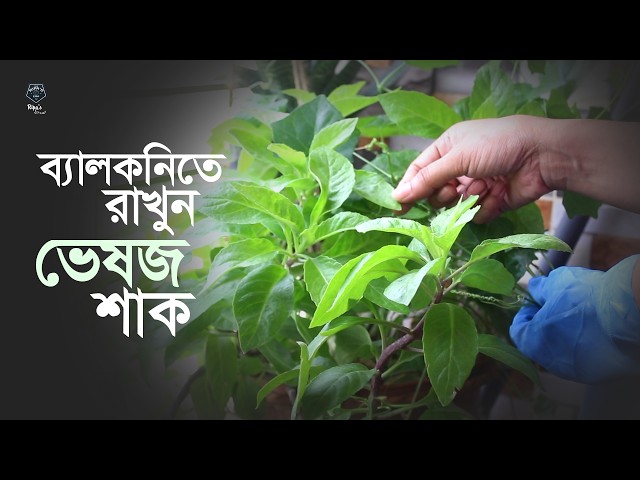 বারান্দায় ডায়াবেটিস পাতার চাষ ও ব্যবহার | How to Grow & Use Longevity Spinach