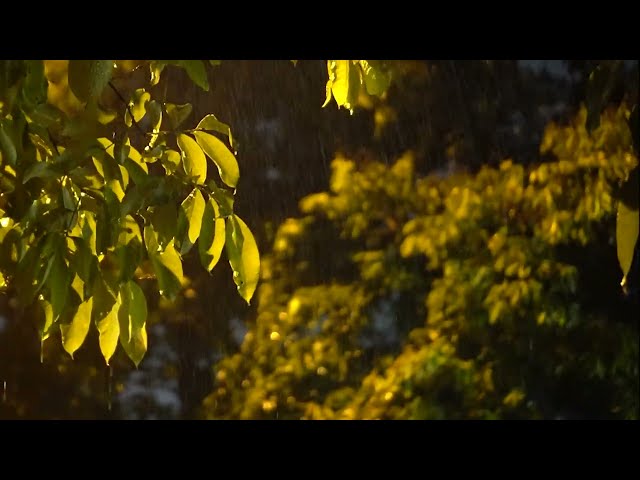 Heavy Rain and Thunder Sounds | Real Storm Sounds to Calm Your Mind and Sleep Deep