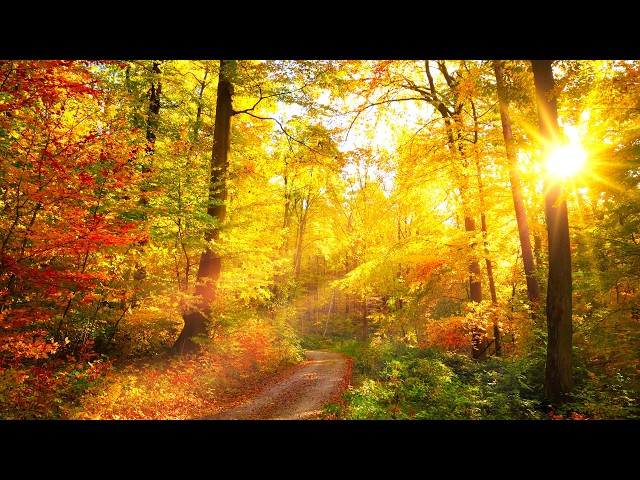 "Quiet October Morning" Beautiful Relaxing Music, Peaceful Soothing  Music by Tim Janis