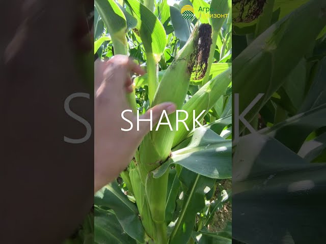 Гибрид: SHARK (ФАО 270) | c. Тендик, Кочкорский р-н |   #агрогоризонт   #greenlifeseed