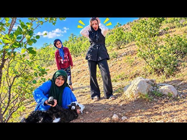 After Hours of Searching, They Suddenly Found the Goat’s Trail… But Where?! 🐐😳