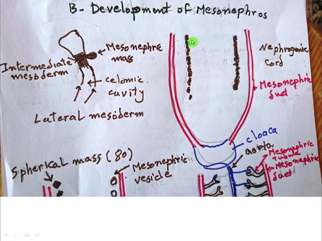 Development Of The Urinary System