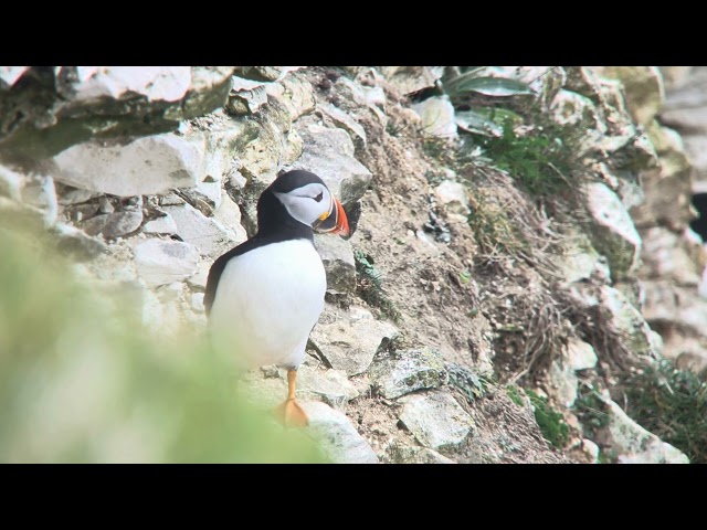 Puffin, Flamborough Head, May 2026
