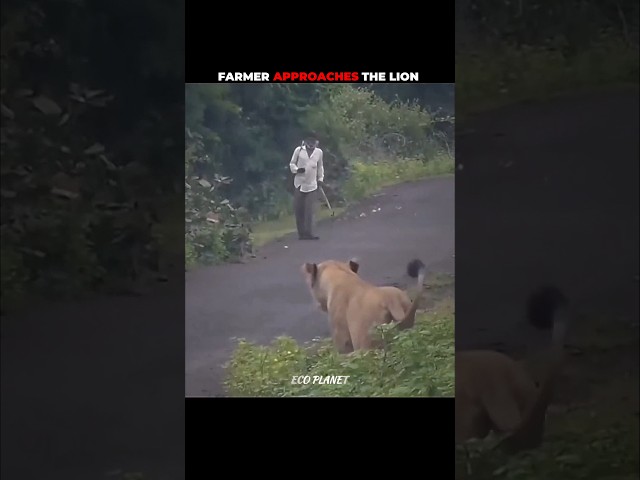 Lion v/s Farmer man #shorts #wildlife #animal #animalshorts #animalplanet #animalvideos #wild
