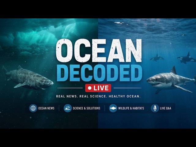 Ocean Media Myths Debunked: 2048, the 400-Year-Old Shark and South Africa's Vanishing Great Whites