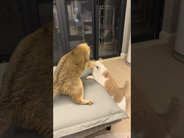Cat's Reaction Will Melt Your Heart! | KidsKat