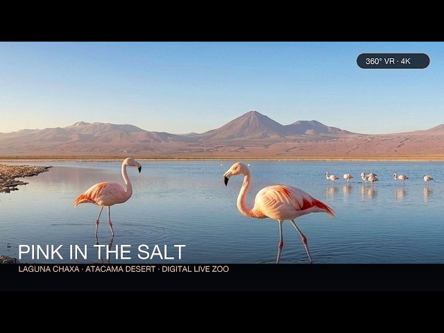 PINK IN THE SALT — 360° VR Chilean Flamingos at Laguna Chaxa, Atacama (4K Film)