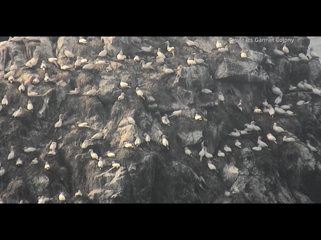 Alderney Island Live | Gannet Cam - Ocean Wildlife Webcam | 2026-09-25