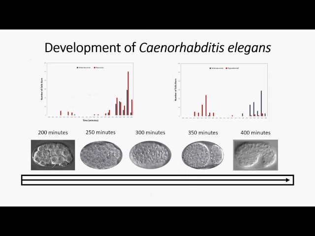 OpenWorm Open House -- DevoWorm project overview