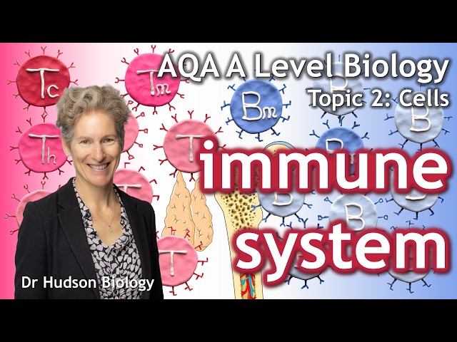 2.14 Cell recognition and the immune system: introduction | AQA A Level Biology Topic 2 (3.2.4)