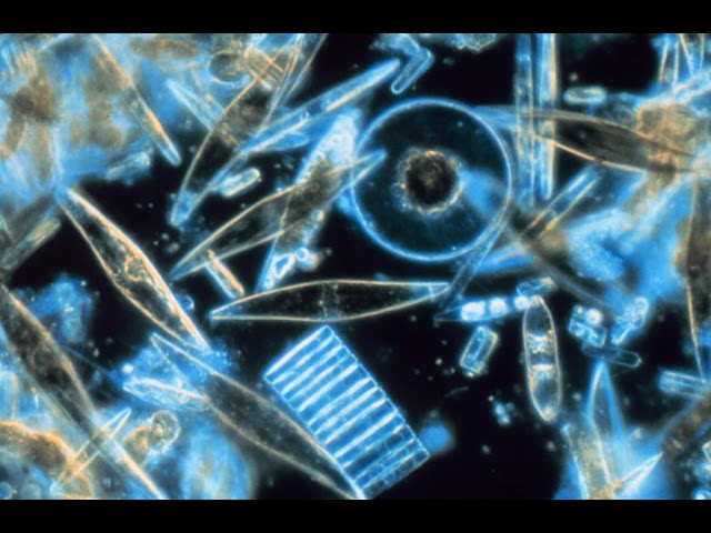 Paradox of the plankton | Wikipedia audio article