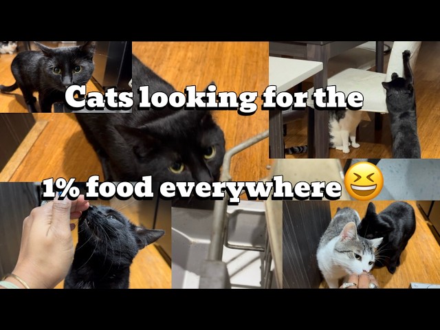 Cats looking for 1% food everywhere