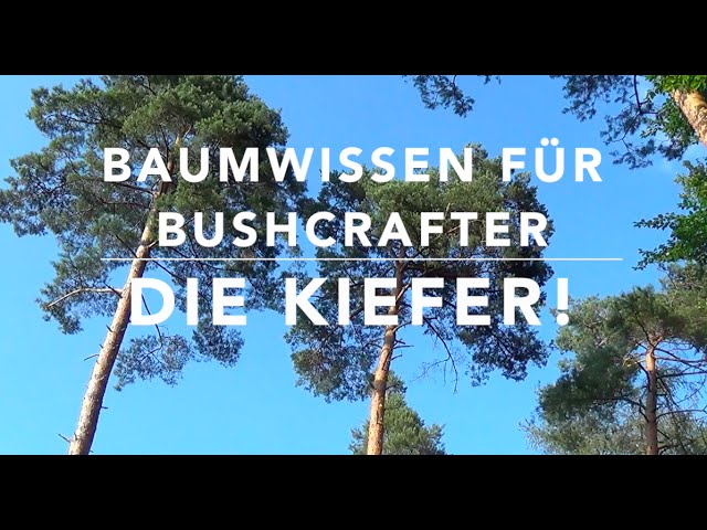 Tree knowledge for bushcrafters - The Scots pine (Pinus sylvestris)