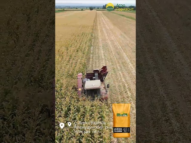 Уборка кукурузы на початки | Гибрид: CHAMP (ФАО 700) | c. Виноградное | #агрогоризонт #greenlifeseed