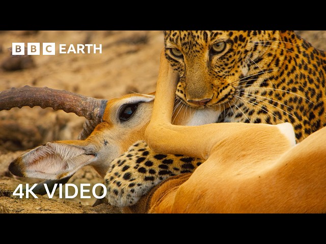 Awesome 4K Nature Scenes Narrated By Helena Bonham-Carter | BBC Earth