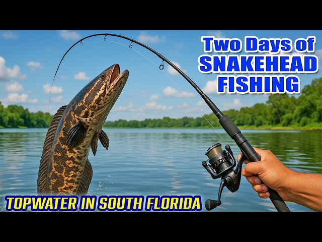 Topwater Lure Snakehead Fishing in South Florida! Cold Front Fishing CEO Fishing