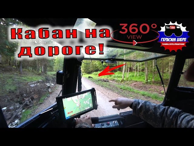 На ЮГ Архангельской!  Видео 360! Кабаны на дороге!