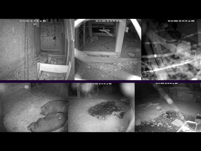 Baby Piglets! Hen Stream Homestead Live (Happy Animals