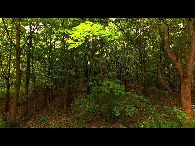 Slam Xcam 3D VR180 Camera Test - Walking in the Woods