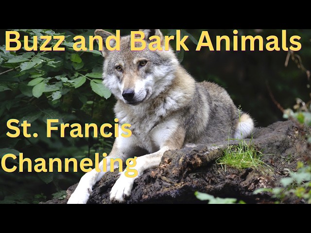 Light Language & St. Francis Story