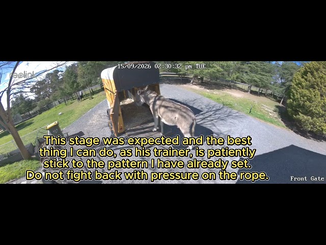 Donkey Training Clip 13