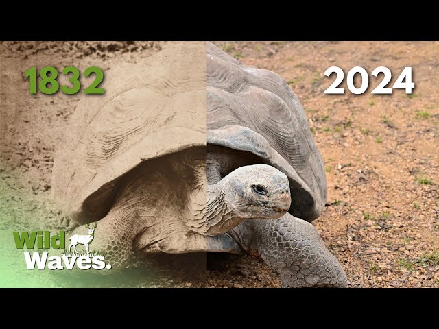 How Jonathan the Tortoise Lived So Long | Wild Waves