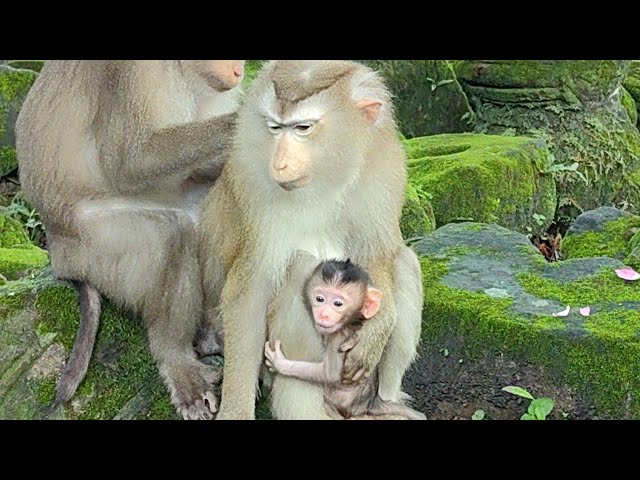 Baby Monkey World is live