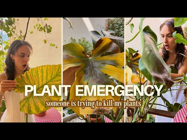 I Left My Houseplants Unsupervised… Now Look At Them | Slow Summer Day 🌼