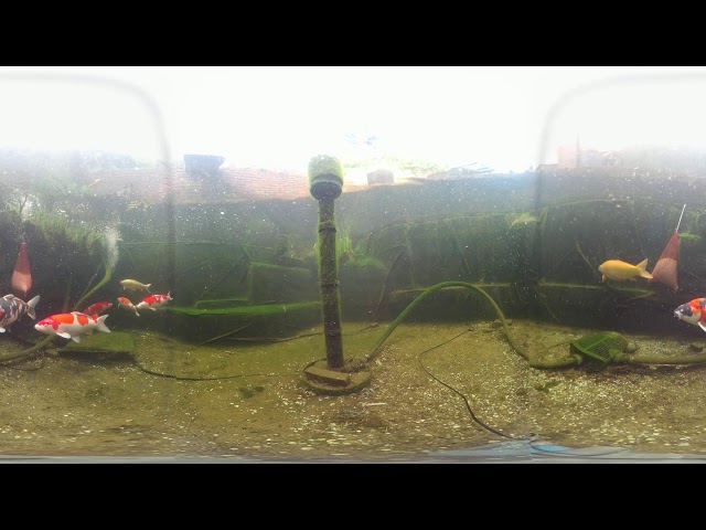 Koi Pond! 4K 360 Live Stream