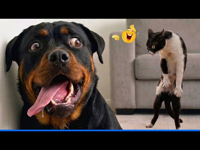 The Funniest Animals Videos 😹🐶 The Funny Cats and Dogs That Will Make You Laugh Out Loud.🐾 🤣