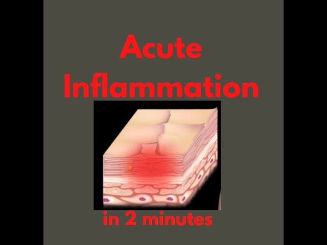 Acute inflammation in 2 mins!