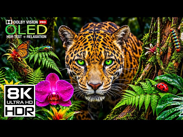 OLED TEST DEMO: 16K HDR 120FPS Nature | BEST HDR Animals in Dolby Vision (4K • 8K Video Ultra HD TV)