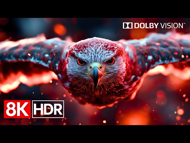 Next-Level HDR Performance | 8K Dolby Vision 60fps (4K/8K TV)