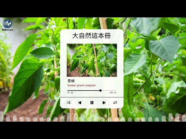 【大自然這本冊】EP70 青椒