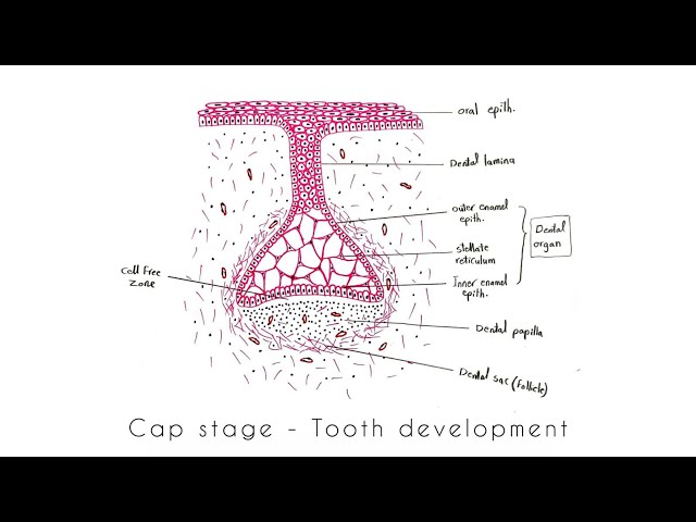 Drawing of Cap Stage - Tooth Development