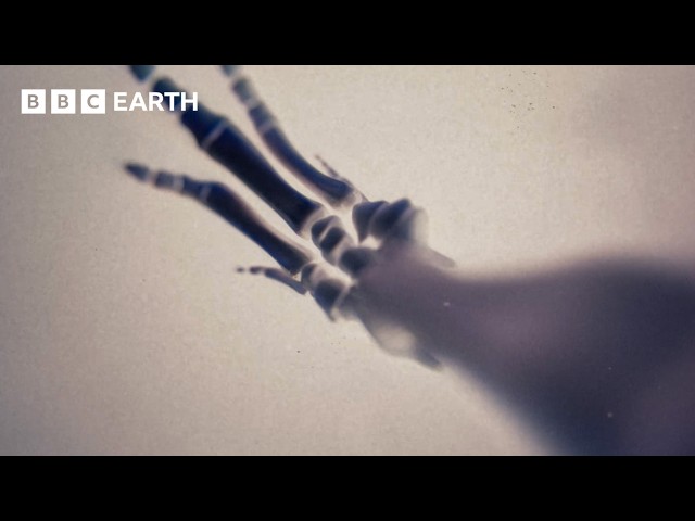 The Evolution of the Hoof | BBC Earth Science